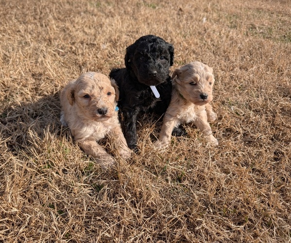 Medium Photo #1 Poodle (Toy)-Sheepadoodle Mix Puppy For Sale in MORGANTON, NC, USA