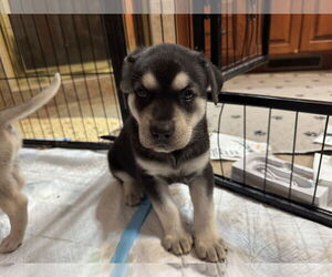 Siberian Husky Dogs for adoption in Holly Springs, NC, USA
