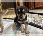 Small Siberian Husky