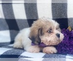 Small Photo #12 Shorkie Tzu Puppy For Sale in LAKELAND, FL, USA
