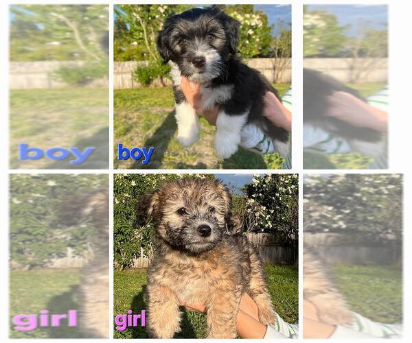 Medium Photo #3 Pembroke Welsh Corgi-Poovanese Mix Puppy For Sale in MILTON, WA, USA