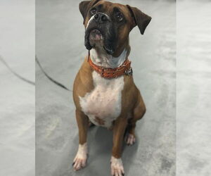 Boxer Dogs for adoption in Costa Mesa , CA, USA