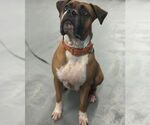 Small Photo #1  Puppy For Sale in , 