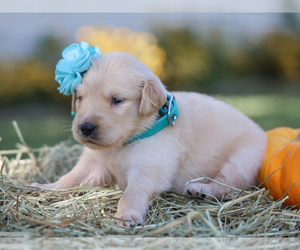 Golden Retriever Puppy for sale in LIBERTY, KY, USA