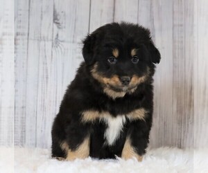 Miniature Australian Shepherd Puppy for sale in FREDERICKSBG, OH, USA