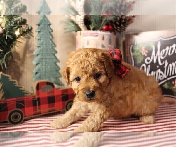 Medium Photo #3 Poodle (Toy) Puppy For Sale in WINTER PARK, FL, USA