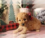 Small Photo #3 Poodle (Toy) Puppy For Sale in WINTER PARK, FL, USA