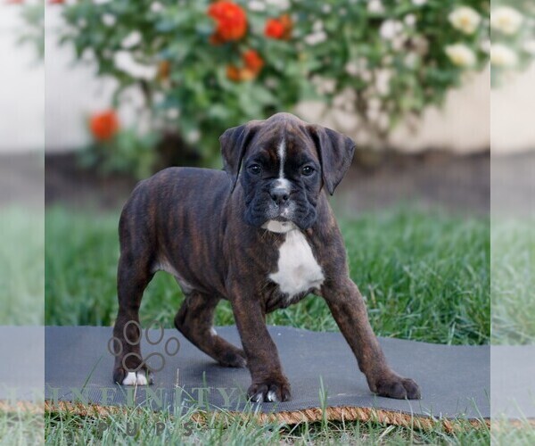 Medium Photo #3 Boxer Puppy For Sale in HONEY BROOK, PA, USA