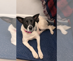 Mutt Dogs for adoption in Holly Springs, NC, USA