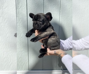 French Bulldog Puppy for sale in WYLIE, TX, USA