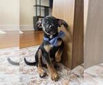 Small #1 Labrador Retriever Mix