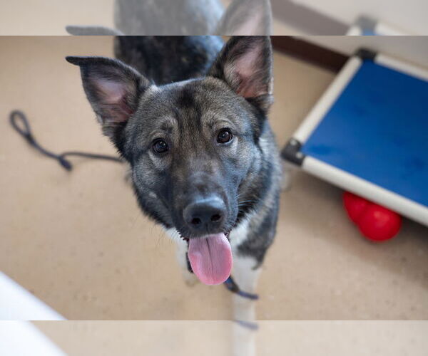 Medium Photo #1 Akita-Unknown Mix Puppy For Sale in Mundelein, IL, USA
