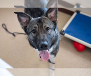 Akita-Unknown Mix Dogs for adoption in Mundelein, IL, USA