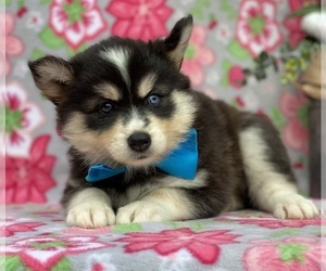 Pomsky Puppy for sale in LANCASTER, PA, USA