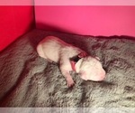 Small Photo #5 American Bulldog Puppy For Sale in HOUSTON, TX, USA