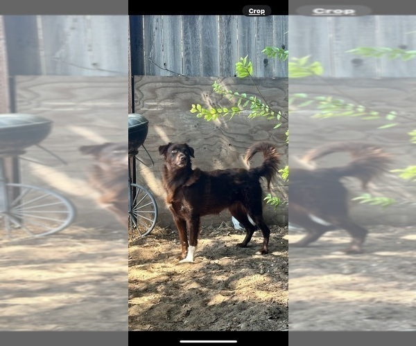 Medium Photo #1 Border Collie Puppy For Sale in CLOVIS, CA, USA