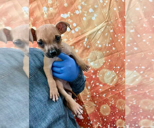 Medium Photo #3 Mutt Puppy For Sale in New York, NY, USA