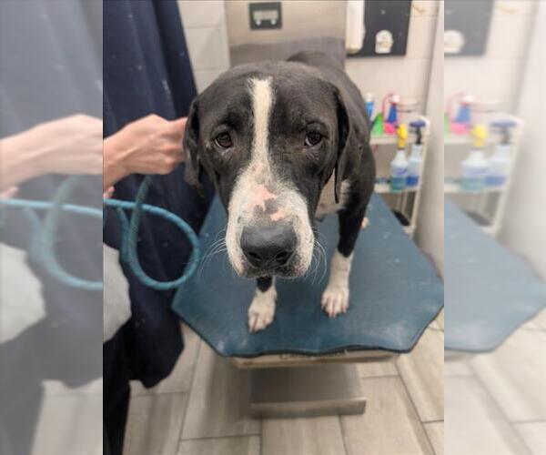 Medium Photo #1 Labrador Retriever-Unknown Mix Puppy For Sale in Mobile, AL, USA