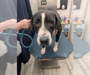 Labrador Retriever-Unknown Mix Dogs for adoption in Mobile, AL, USA