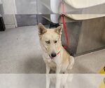 Small Siberian Husky