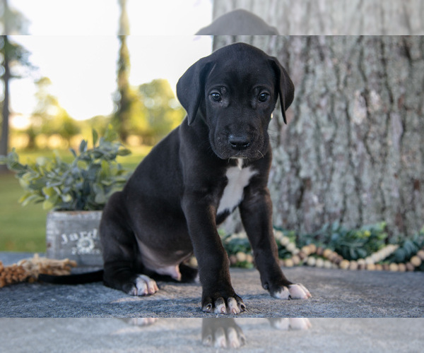 Medium Photo #16 Great Dane Puppy For Sale in SALEM, IN, USA