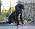 Small Photo #16 Great Dane Puppy For Sale in SALEM, IN, USA