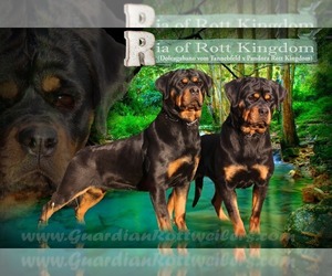 Mother of the Rottweiler puppies born on 12/20/2022