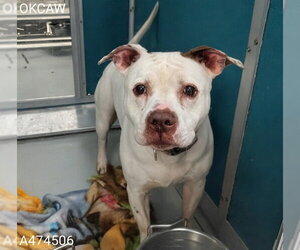 Staffordshire Bull Terrier Dogs for adoption in Oklahoma City, OK, USA