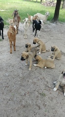 Anatolian Shepherd Puppy for sale in FORT WHITE, FL, USA