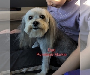 Father of the Morkie puppies born on 05/19/2022