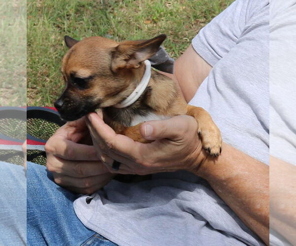Medium Photo #3 French Bullhuahua Puppy For Sale in Bandera, TX, USA