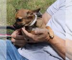 Small #2 French Bullhuahua