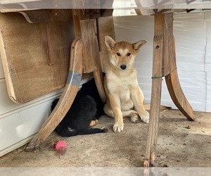 German Shepherd Dog-Shetland Sheepdog Mix Puppy for sale in LANCASTER, PA, USA