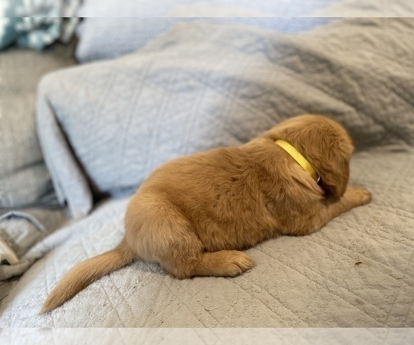Medium Photo #2 Golden Retriever Puppy For Sale in FT MITCHELL, KY, USA