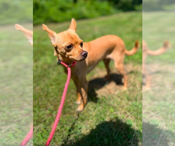 Medium Photo #2 Chihuahua-Unknown Mix Puppy For Sale in NEWPORT NH, NH, USA