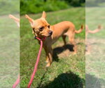 Small #1 Chihuahua Mix