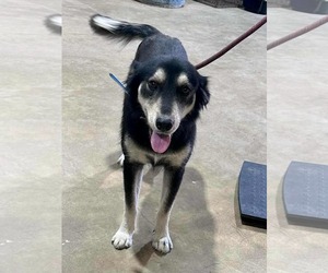 Collie-Labrador Retriever Mix Dogs for adoption in Princeton, MN, USA