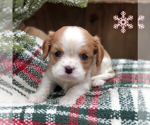 Cavalier King Charles Spaniel Puppy for sale in DRY RUN, PA, USA