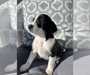 American Foxhound-Pointer Mix Puppy for sale in HANOVER, PA, USA