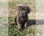 Small Photo #1 Cane Corso Puppy For Sale in GALLATIN, TN, USA
