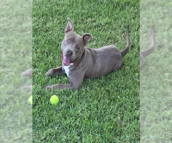 Medium Photo #2 American Pit Bull Terrier Puppy For Sale in Riverside, CA, USA