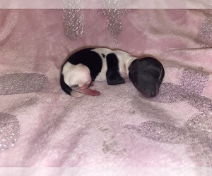 Doodle Puppy for sale in BORGER, TX, USA
