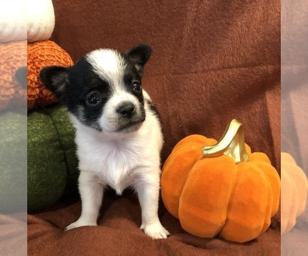 Medium Photo #8 Chihuahua Puppy For Sale in SHERMAN, TX, USA
