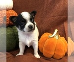 Gabe - Male Chihuahua Puppy for Sale - Photo #8