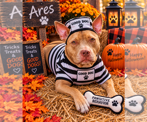 American Staffordshire Terrier-Labrador Retriever Mix Dogs for adoption in Garner, NC, USA