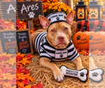 Ares - Male American Staffordshire Terrier-Labrador Retriever Mix Dog for Adoption - Small photo