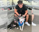 Small #1 American Pit Bull Terrier Mix