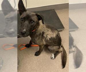 German Shepherd Dog-Unknown Mix Dogs for adoption in HESPERIA, CA, USA