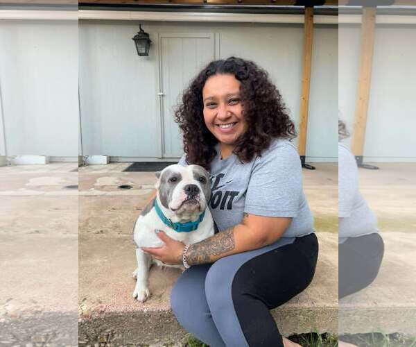 Medium Photo #4 Mutt Puppy For Sale in Hillsboro, NH, USA