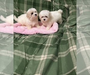 Maltese-Poodle (Toy) Mix Puppy for sale in BENSON, NC, USA